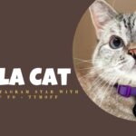 meet nala cat: the instagram star with a ton of fo - tymoff techhad