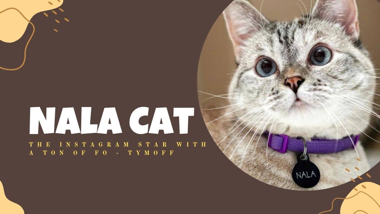 Meet Nala Cat: The Instagram Star with a Ton of Followers?