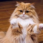 Meet Nala Cat: The Instagram Star with a Ton of Fo-Tymoff